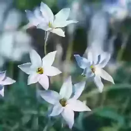 Umbellatum